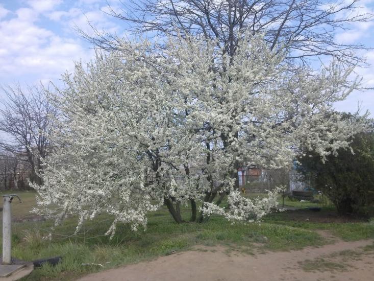 Галицинове з panoramio.com - Галициново