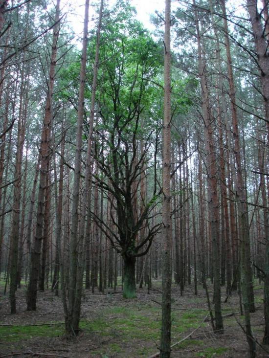 Хрипськ з panoramio.com - Khrypsk