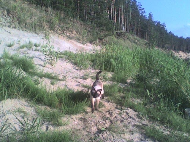 Суслівка з panoramio.com - Суслівка