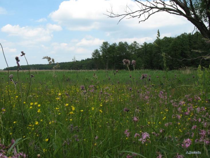 Млинок з panoramio.com - Млынок