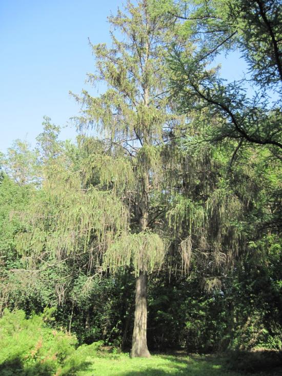 Бабичівка з panoramio.com - Бабичовка