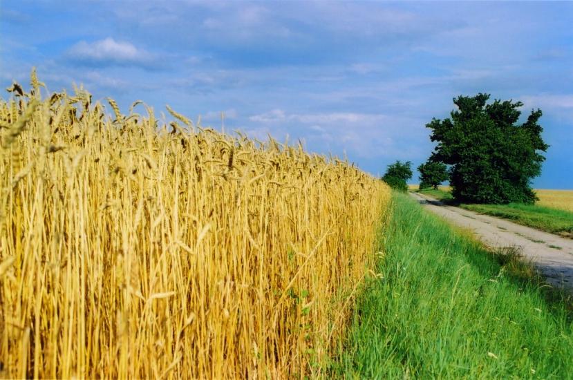 Жуличі з panoramio.com - Жуличі