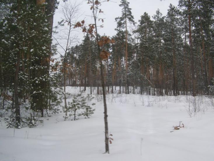 Суслівка з panoramio.com - Суслівка