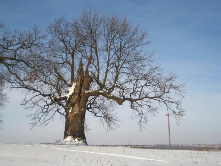 Підгірне з panoramio.com - Підгірне