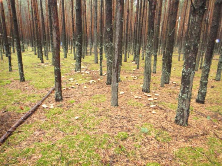 Будилівка з panoramio.com - Будилівка