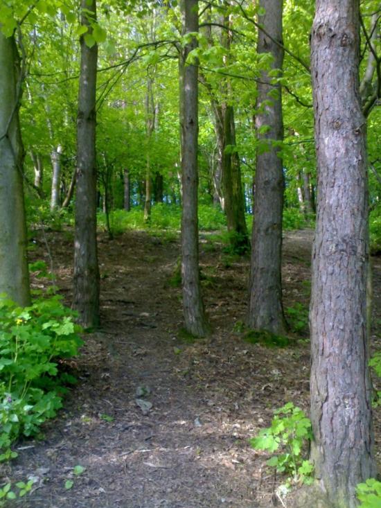 Голозубинці з panoramio.com - Голозубинці