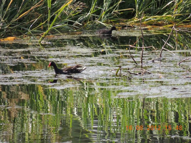 Гельмязів з panoramio.com - Gelmyaziv