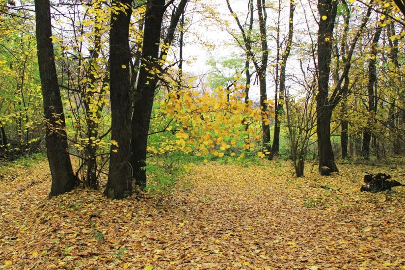 Борщів з panoramio.com - Борщев