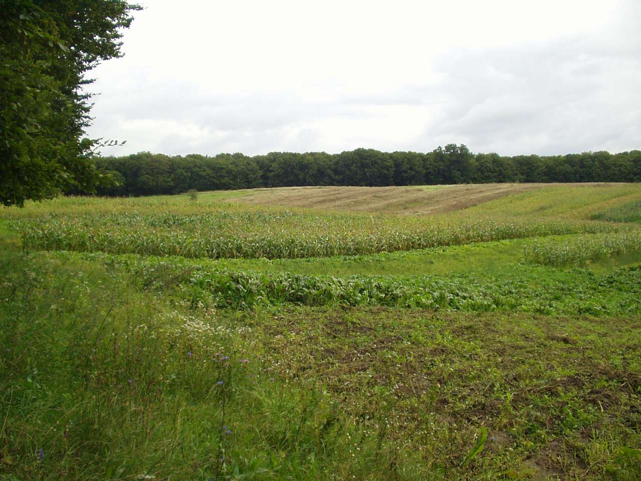 Кренцилів - Кринцілів