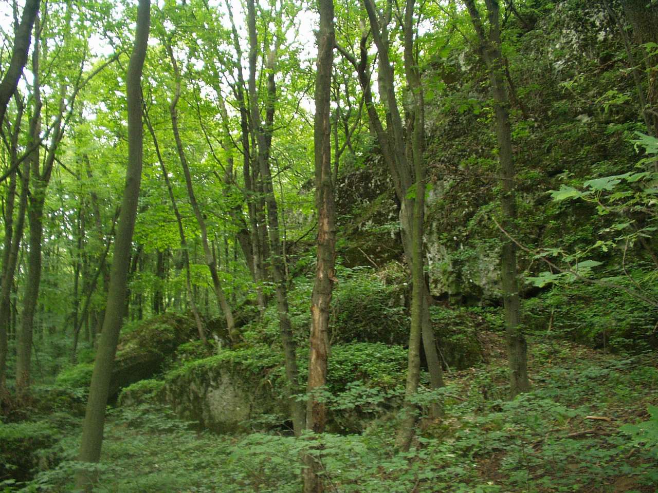 природа - Городниця