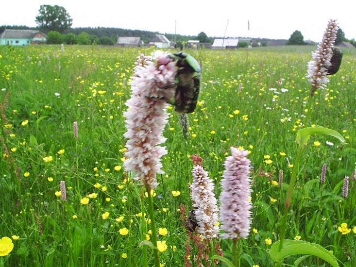 Кримок з panoramio.com - Крымок