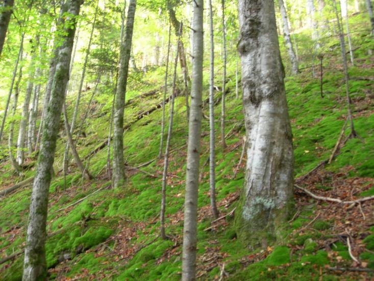 Прокурава з panoramio.com - Прокурава