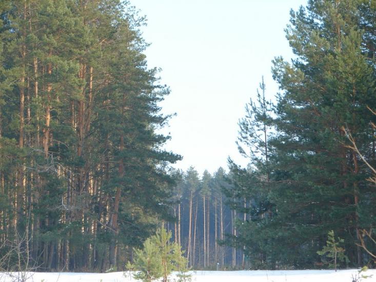 Мохначі з panoramio.com - Мохначі