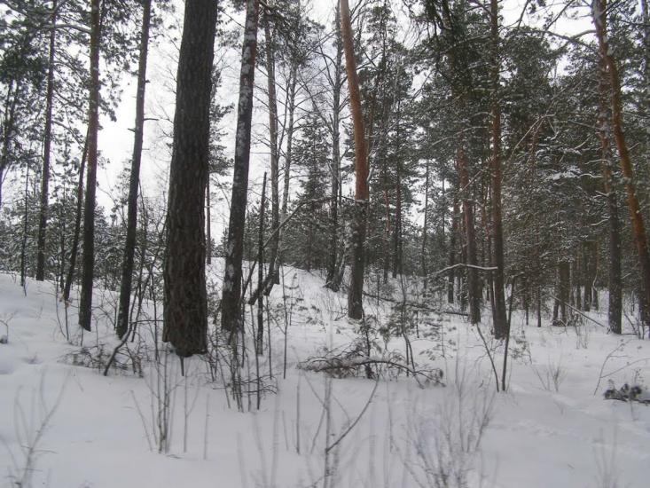 Суслівка з panoramio.com - Суслівка