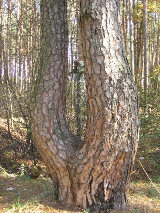 Зазим'я з panoramio.com - Зазим'я