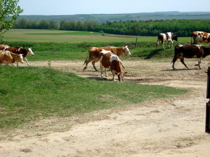 Конищів з panoramio.com - Конищев