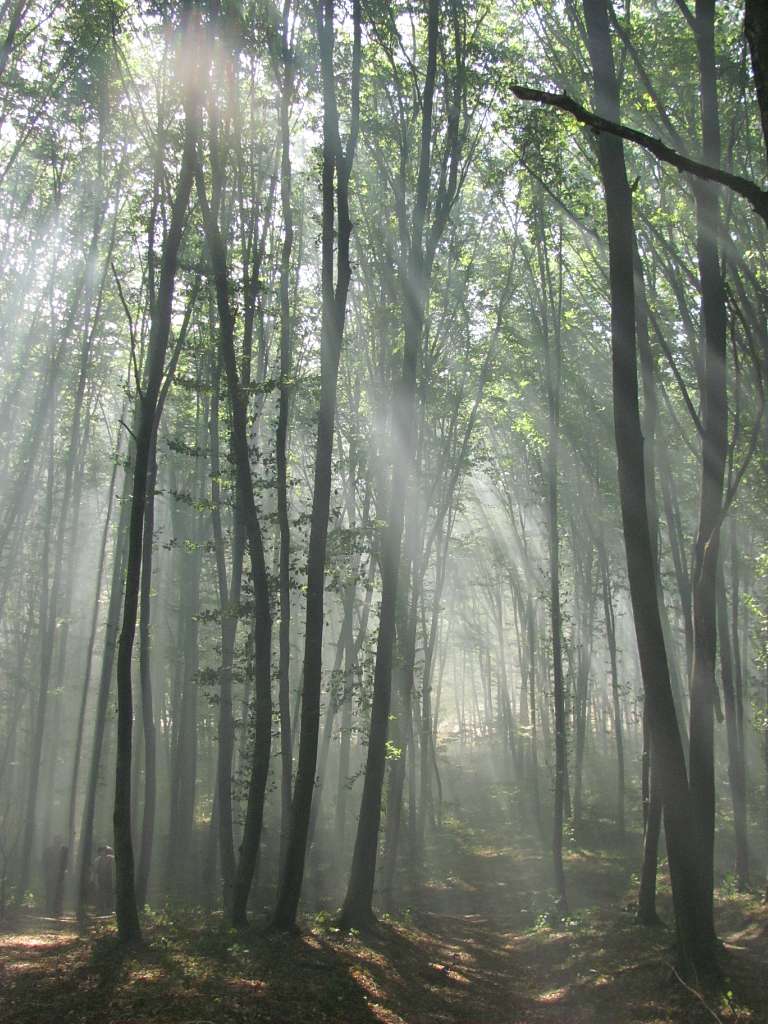 Медобори - Вікно
