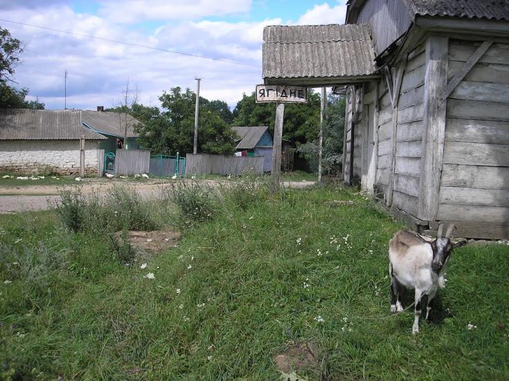 Ягідне з panoramio.com - Ягідне