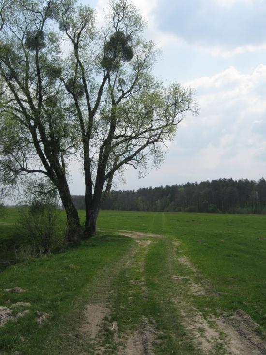 Комарів з panoramio.com - Komariv