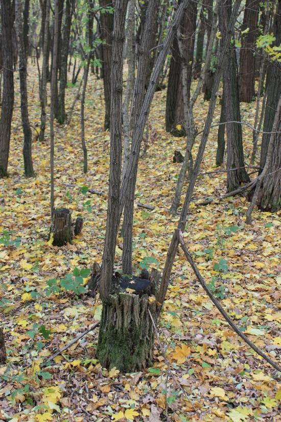 Тисобикень з panoramio.com - Тисобикень