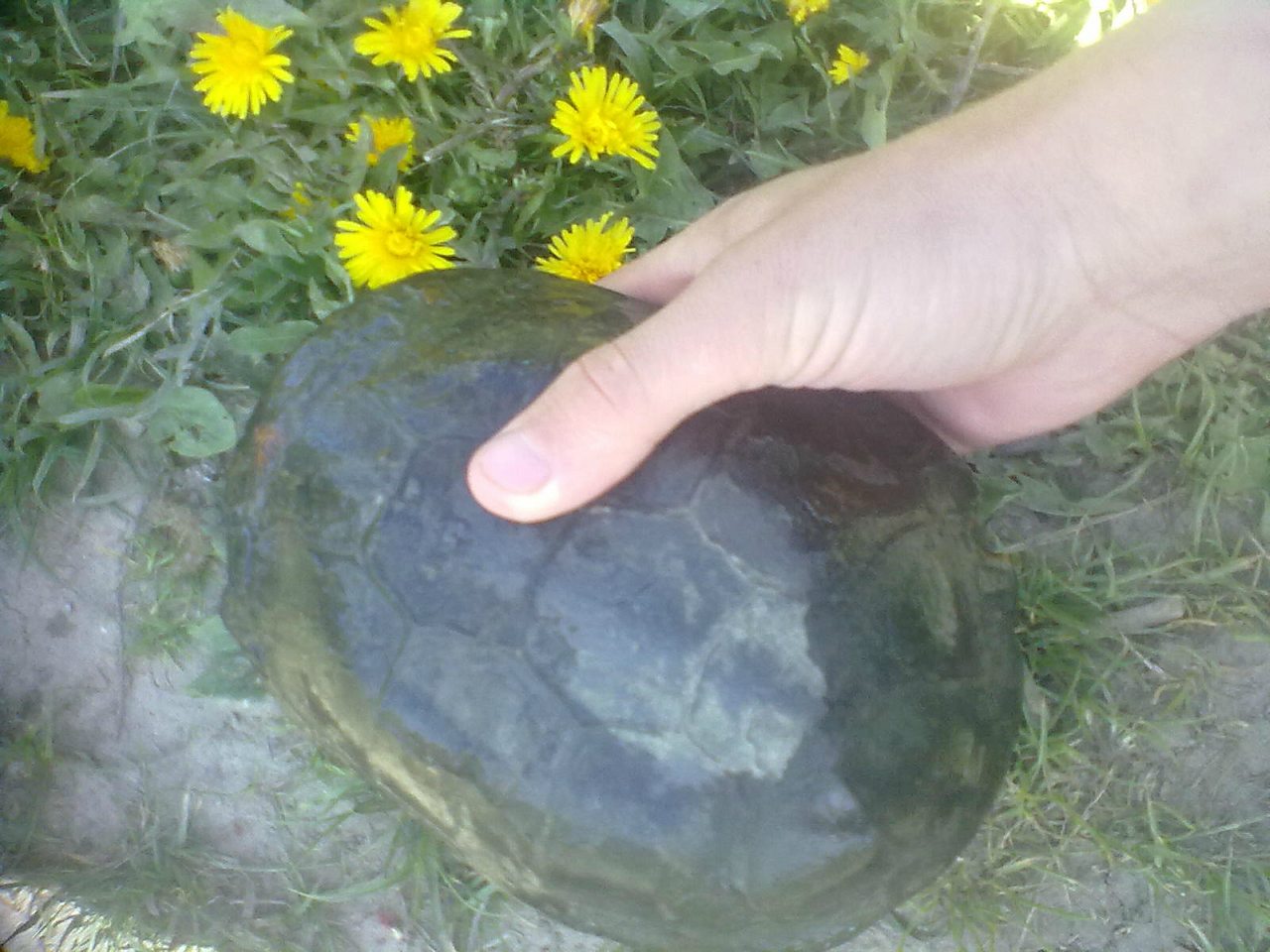 с.Бабчинці - Бабчинці