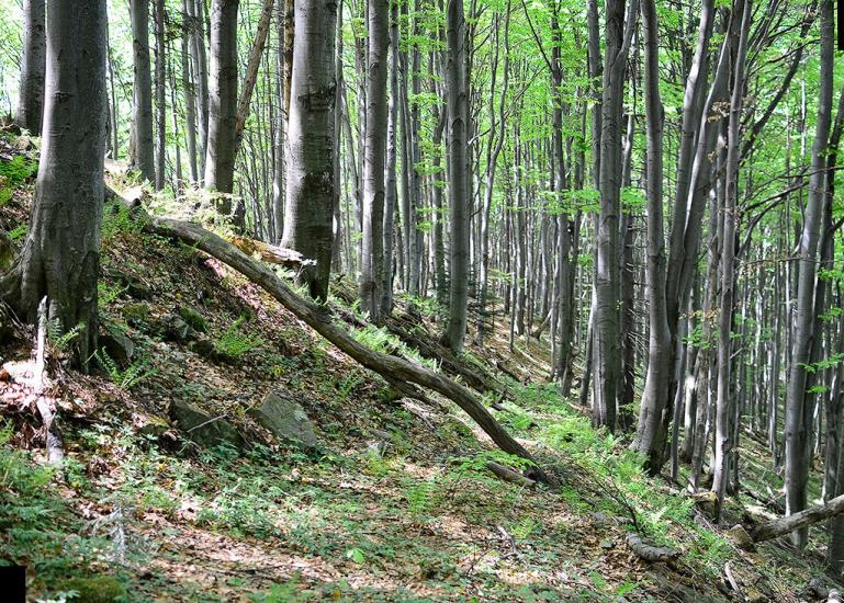 Прокурава з panoramio.com - Прокурава