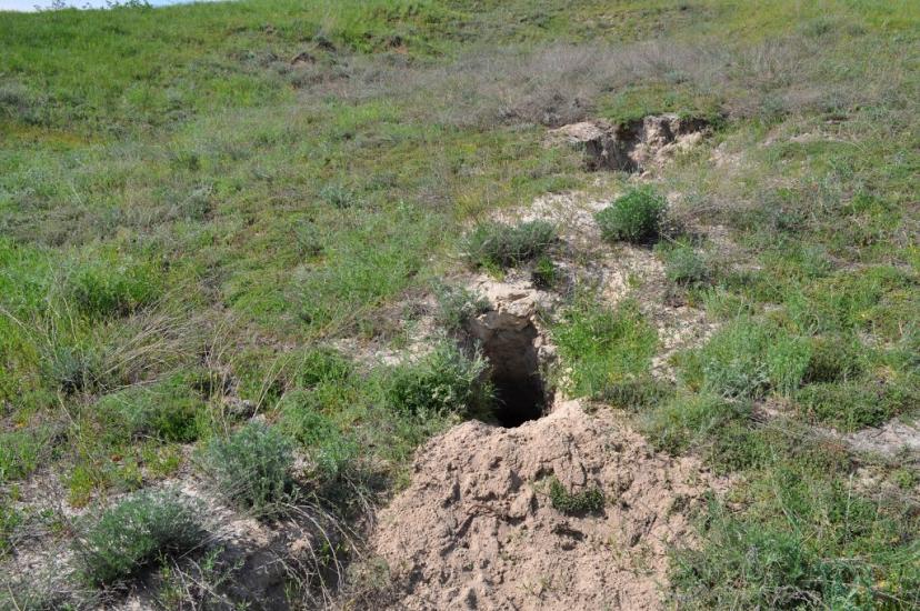 Слиньків Яр з panoramio.com - Слиньків Яр