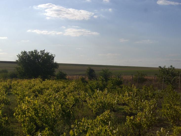 Василівка з panoramio.com - Василівка