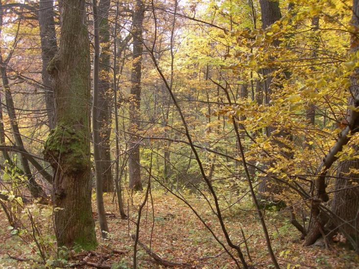 Великий Ключів з panoramio.com - Великий Ключів