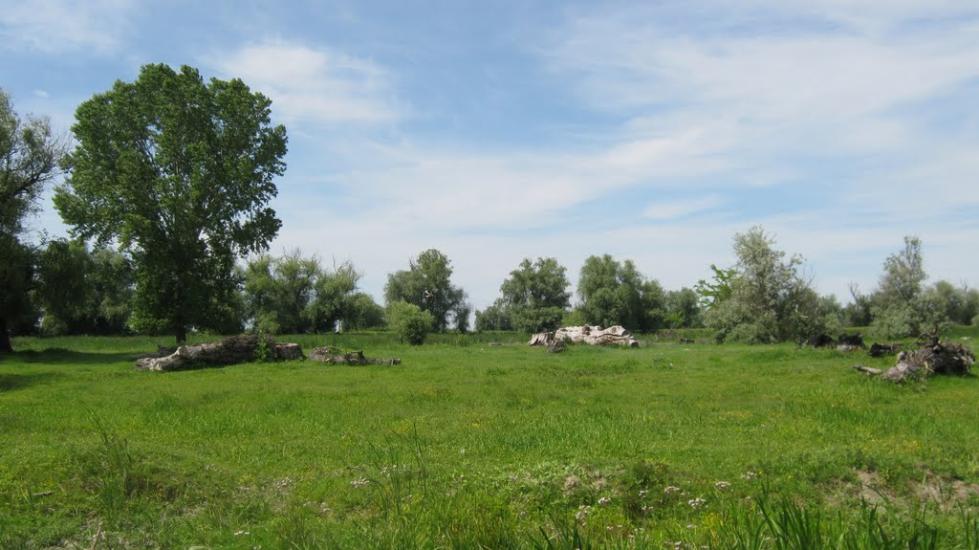 Кислиця з panoramio.com - Кислица