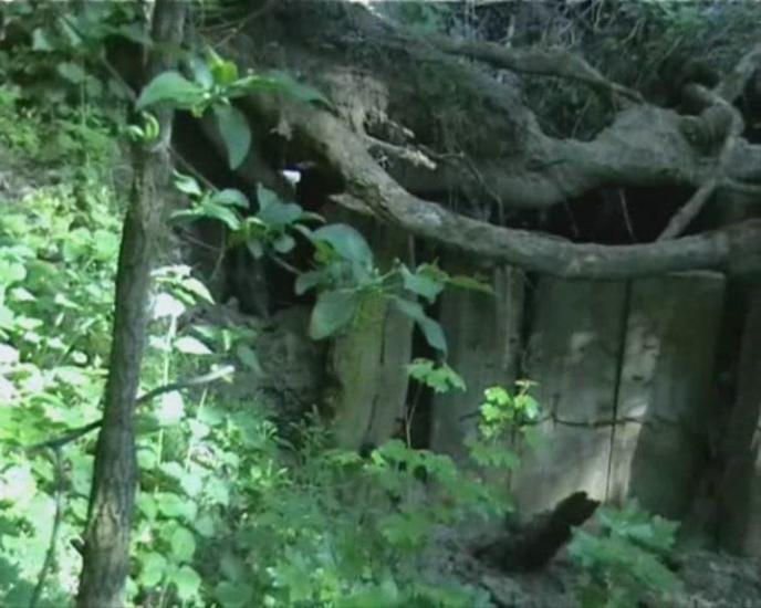 Пшеничники з panoramio.com - Пшеничники