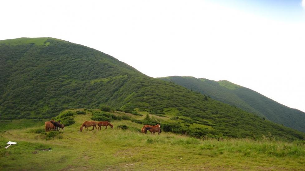Кваси з panoramio.com - Kvasy
