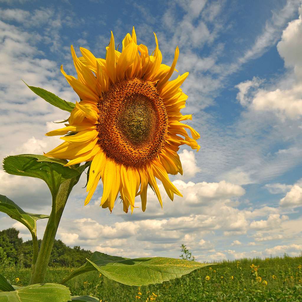  Нашего КРАЯ ПРИРОДА - Великие Крынки