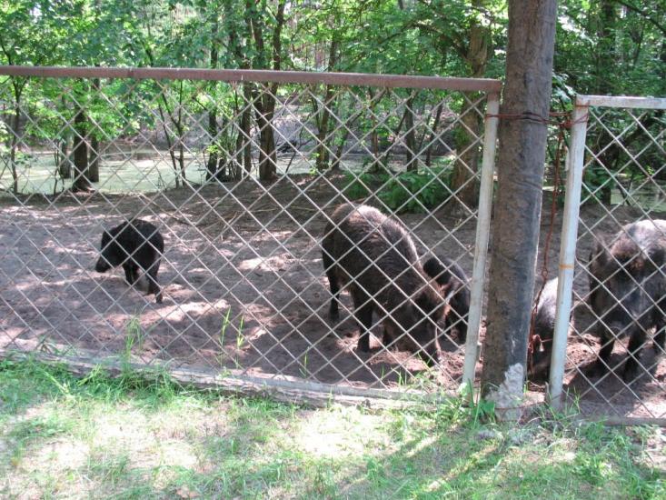 Пришиб з panoramio.com - Пришиб