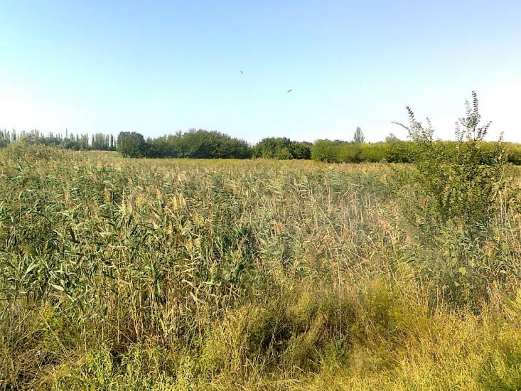 Кутузівка з panoramio.com - Кутузовка