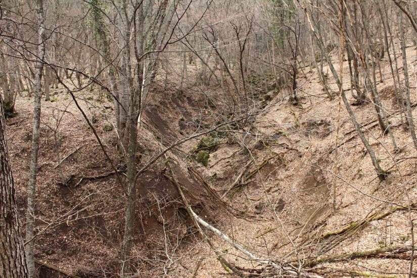 Пчолине з panoramio.com - Pcholyne