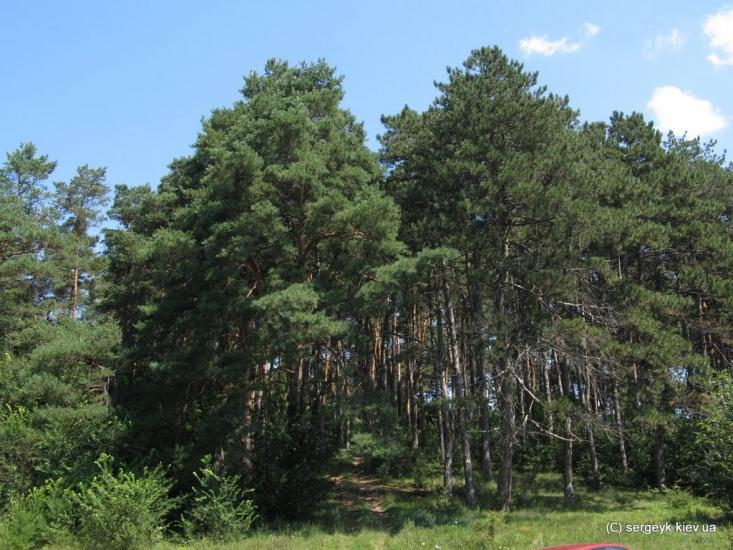 Кам'янка з panoramio.com - Kamyanka