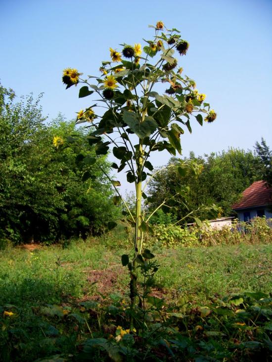 Кремінне з panoramio.com - Кременное