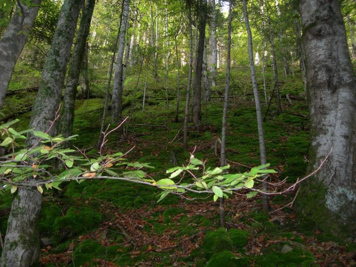 Прокурава з panoramio.com - Прокурава