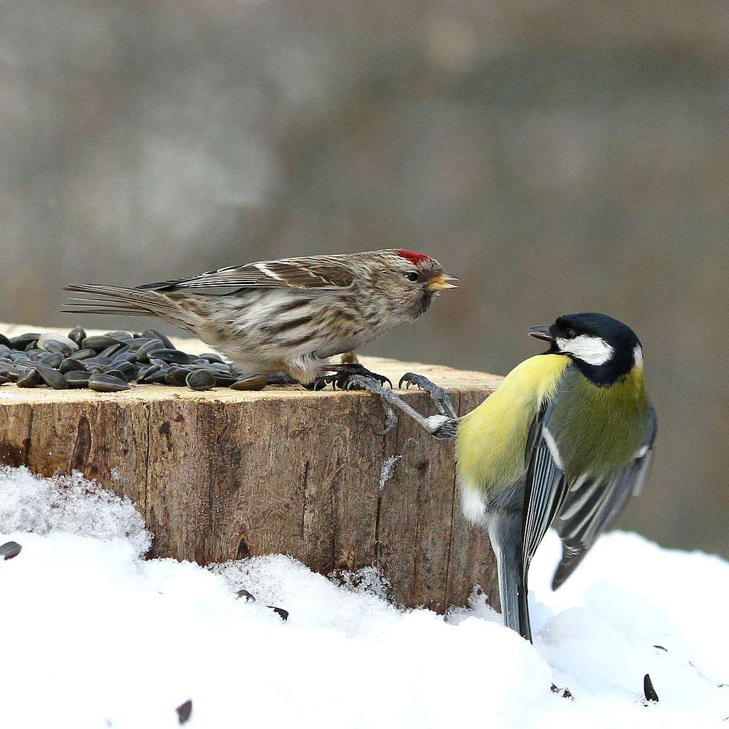 Нашего КРАЯ ПРИРОДА - Великие Крынки