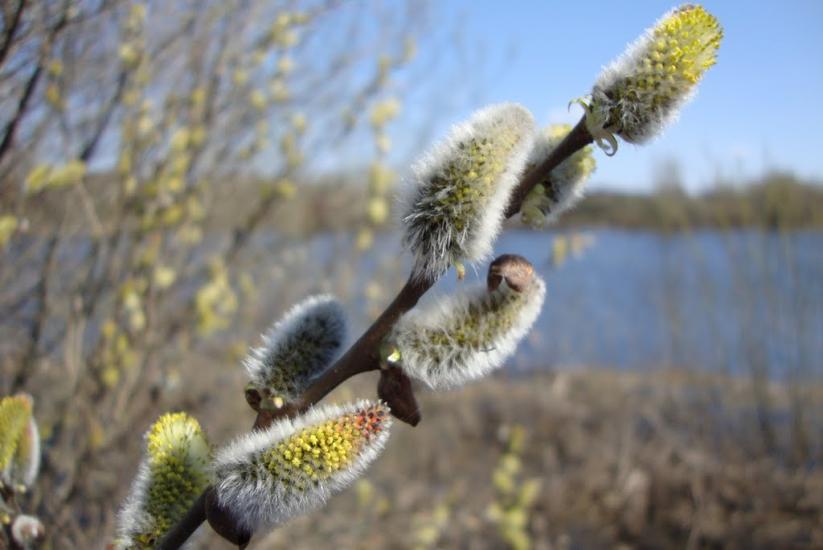 Куянівка з panoramio.com - Куянівка