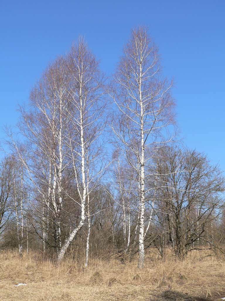 Полігон - Малі Бірки