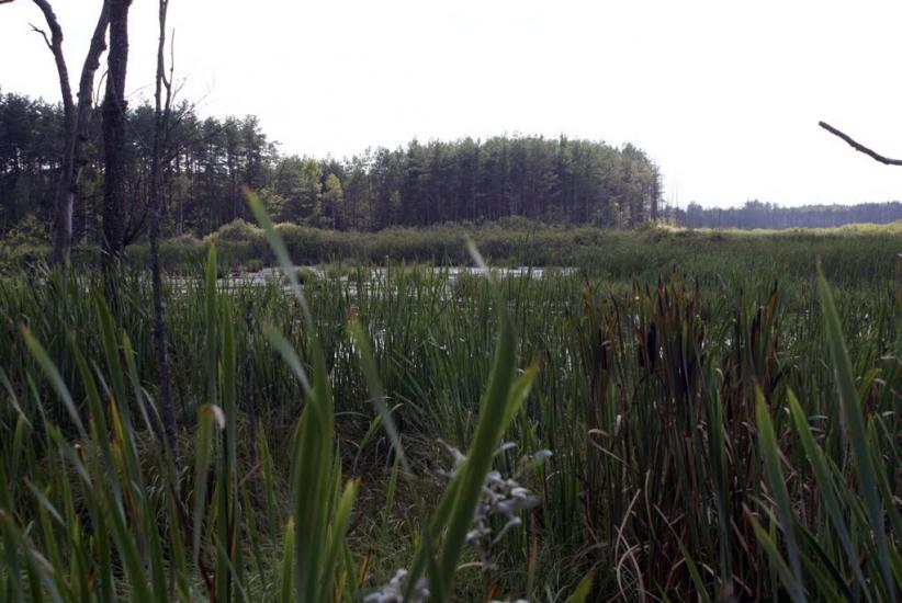 Кошари з panoramio.com - Кошари