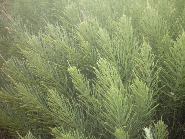 Любомль з panoramio.com - Lyuboml