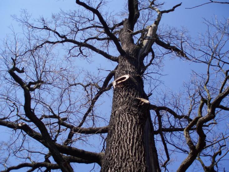 Руда з panoramio.com - Ruda