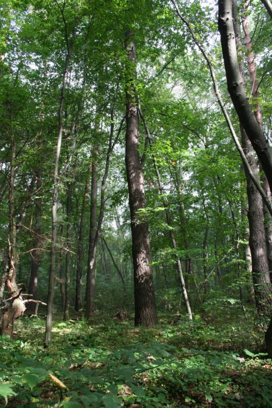 Старе Село з panoramio.com - Старое Село