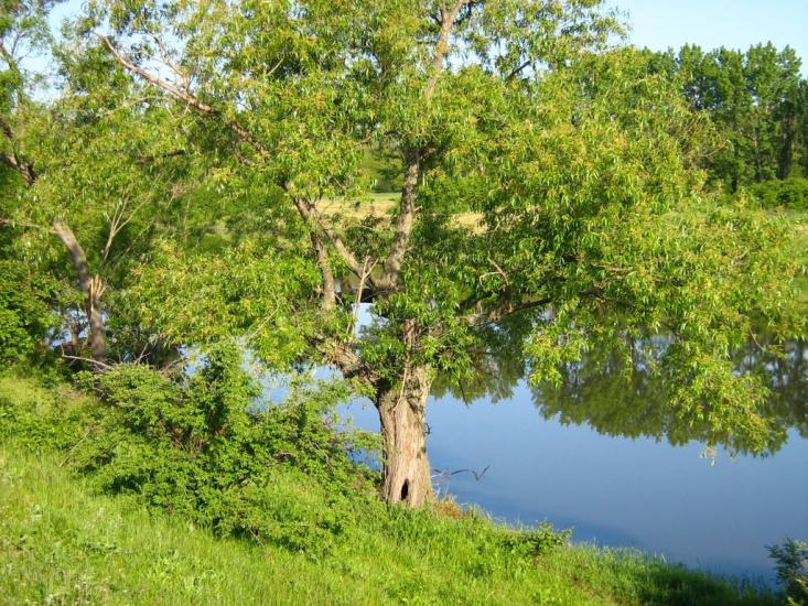 Калінінське з panoramio.com - Kalininske