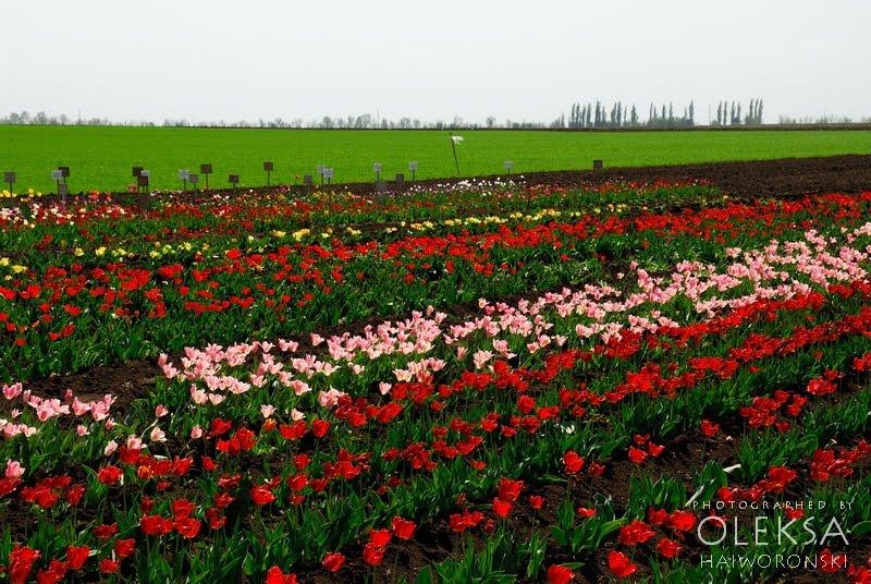 Григорівка з panoramio.com - Григорівка