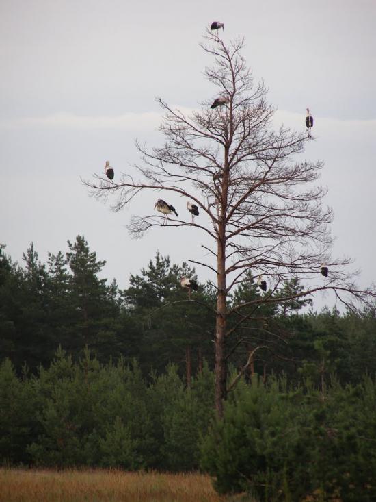 Бузівка з panoramio.com - Бузівка
