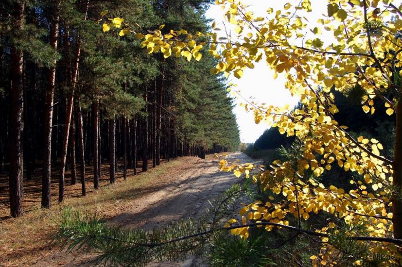 Кудряшівка з panoramio.com - Кудряшовка